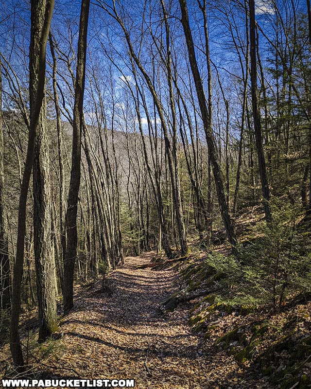 Trail descending from Warburton Hollow ridgeline back towards the Trout Hole Trail in the Loyalsock State Forest.