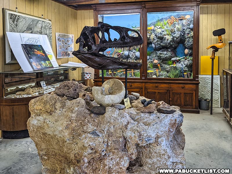 Fossil display at Coral Caverns in Bedford County Pennsylvania.