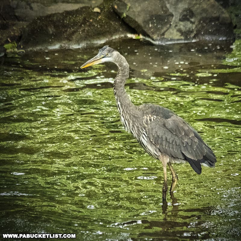 A great blue heron at Keystone State Park in Westmoreland County Pennsylvania.