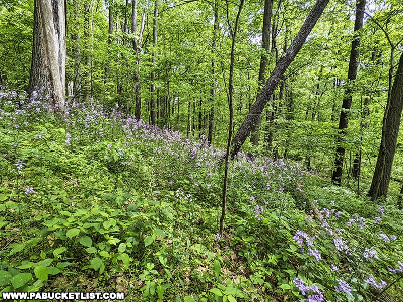 Wildflowers along the Davis Run Trail at Keystone State Park in Westmoreland County Pennsylvania.