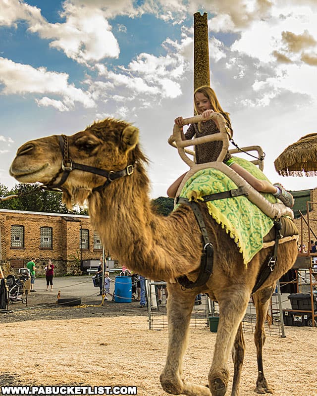 Camel rides at a Pennsylvania fair.