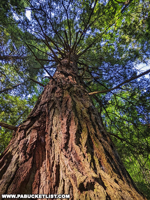 Giant old-growth hemlock tree along the Hemlock Trail at Laurel Hill State Park in Somerset County Pennsylvania.