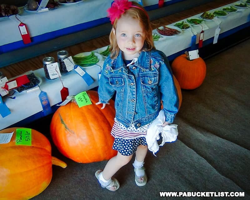 Giant pumpkins at a Pennsylvania fair.