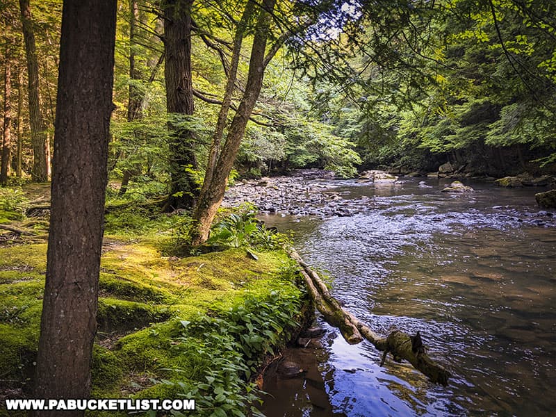 The Hemlock Trail along Laurel Hill Creek at Laurel Hill State Park in Somerset County Pennsylvania.
