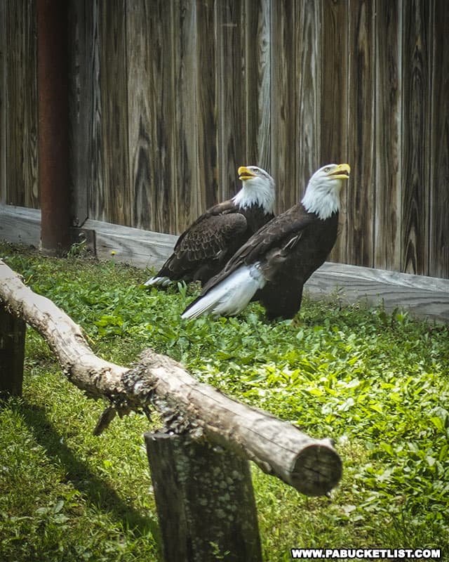 A pair of bald eagles that live at Knoebels.