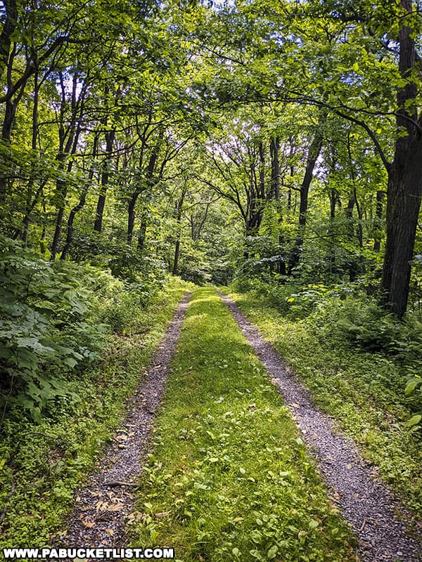 The first portion of the Mountain View Trail at Blue Knob State Park follows a gated forest road