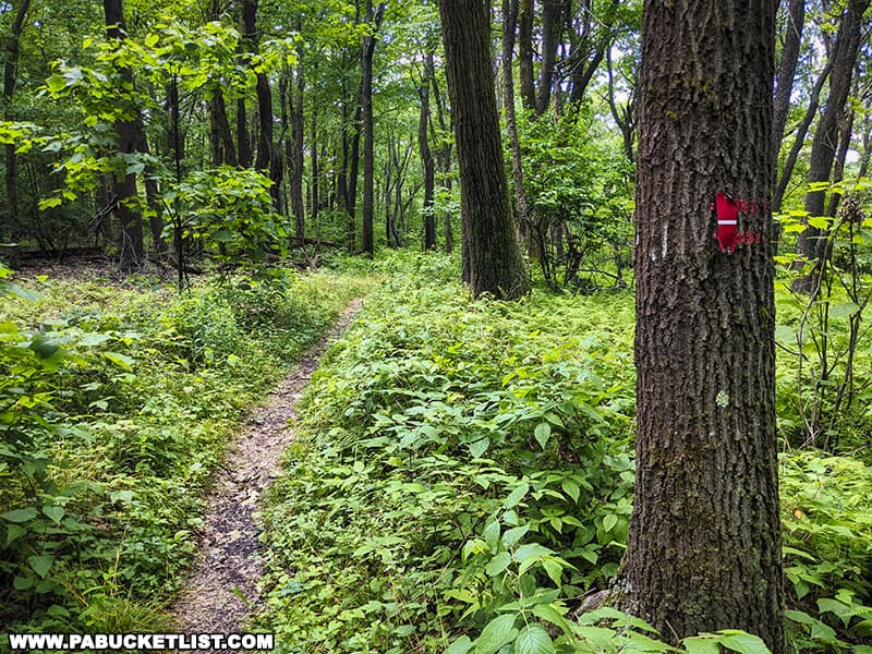 The Mountain View Trail leading to Pavia Overlook is easy to follow using the red and white blazes.