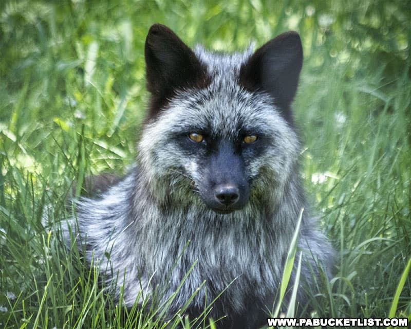 Grey fox on the wildlife tour at Penn's Cave.