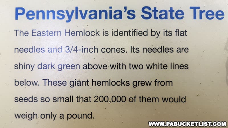 The Eastern Hemlock is the state tree of Pennsylvania.