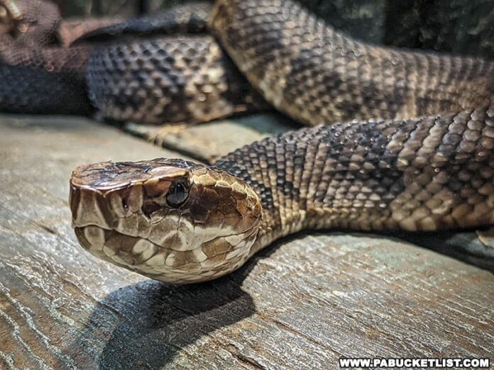 Exploring Clyde Peeling's Reptiland in Union County