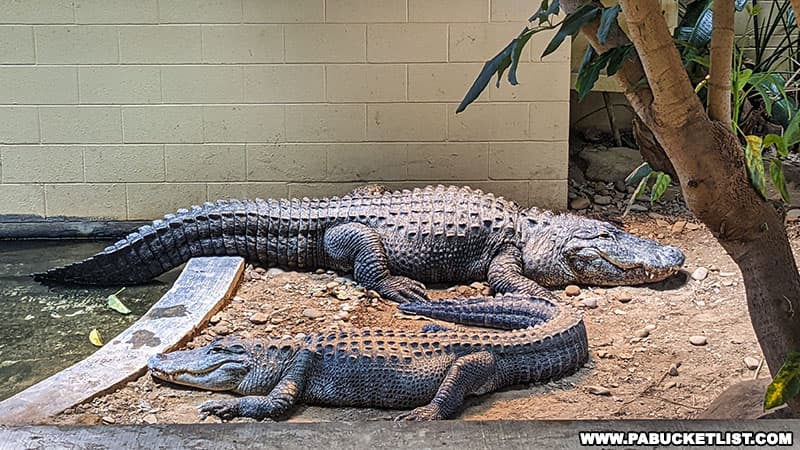 Two American alligators on display at Clyde Peeling's Reptiland in Union County Pennsylvania.