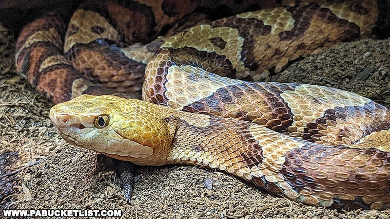 A Copperhead snake on display at Clyde Peeling's Reptiland in Union County Pennsylvania.