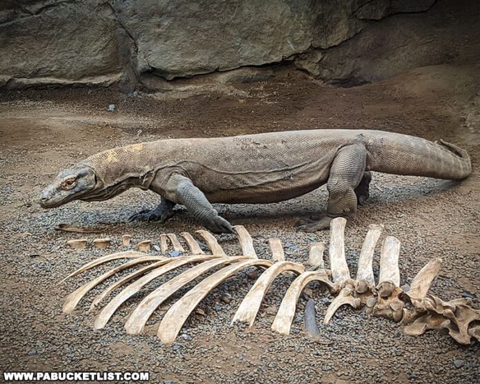 Exploring Clyde Peeling's Reptiland in Union County