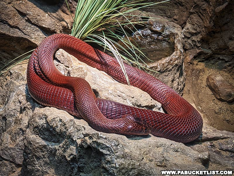 A red spitting cobra on display at Clyde Peeling's Reptiland in Allenwood Pennsylvania.