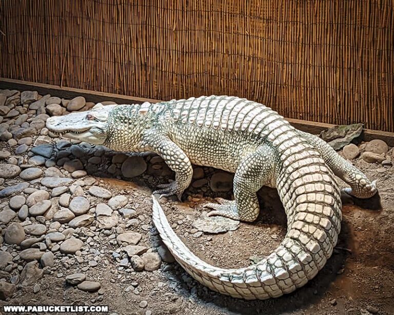 Exploring Clyde Peeling's Reptiland in Union County