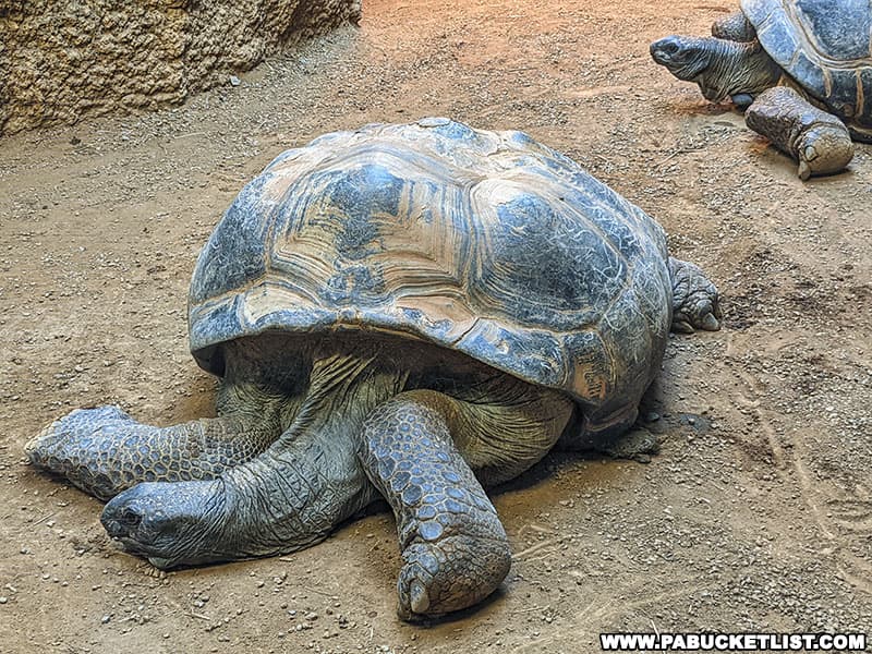 Two Aldabra tortoises that have lived at Clyde Peeling's Reptiland since 1967.