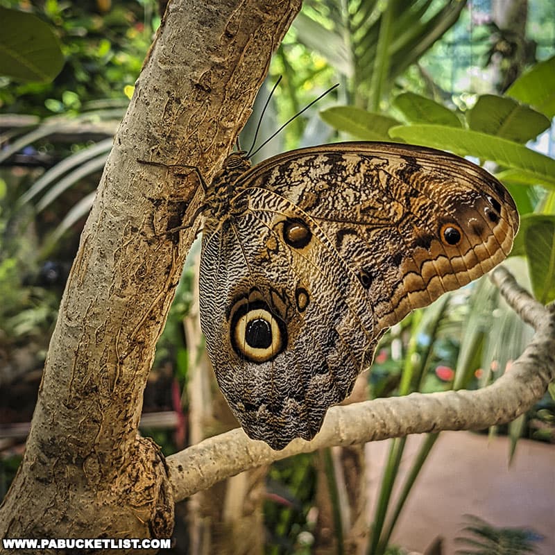One of hundreds of butterflies in the Butterfly Atrium at Hershey Gardens.