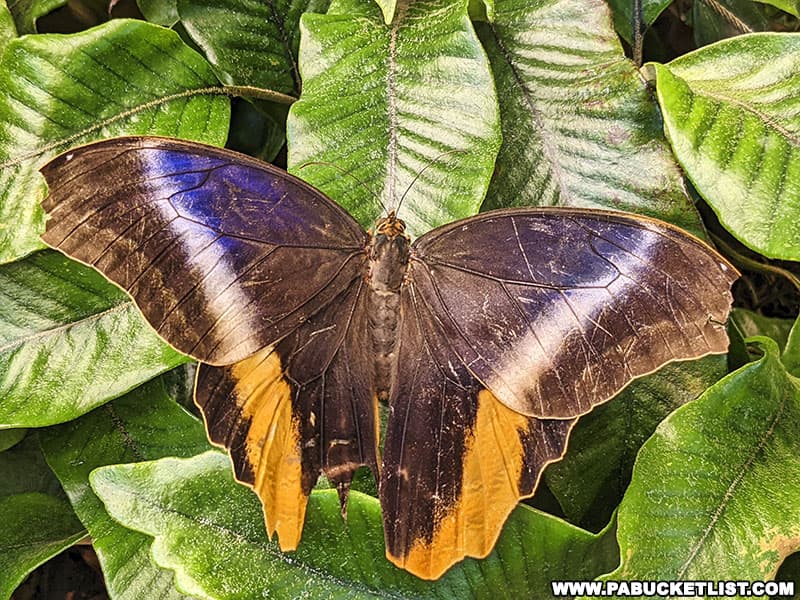 Hershey Gardens’ Butterfly Atrium is home to dozens of rare butterflies from South and Central America, Africa and Asia.