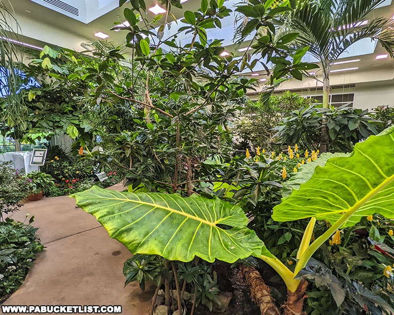 The Butterfly Atrium at Hershey Gardens offers visitors a year round tropical treat.