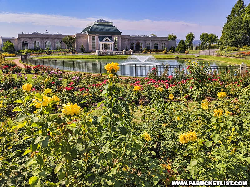 Yellow roses in the historic Hershey Rose Garden.