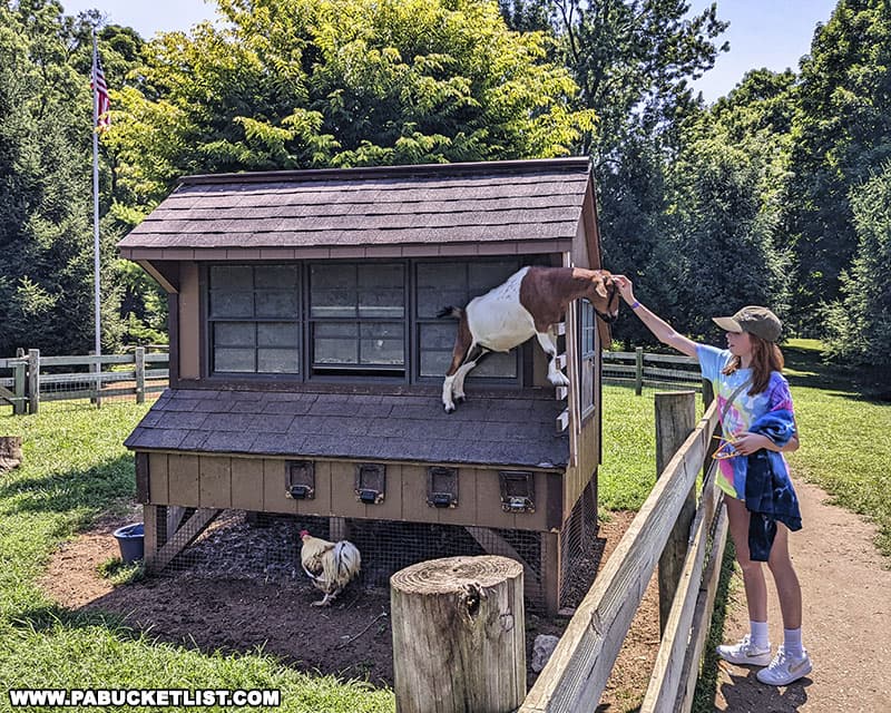 A goat enclosure in the petting zoo portion of Indian Echo Caverns near Hershey.