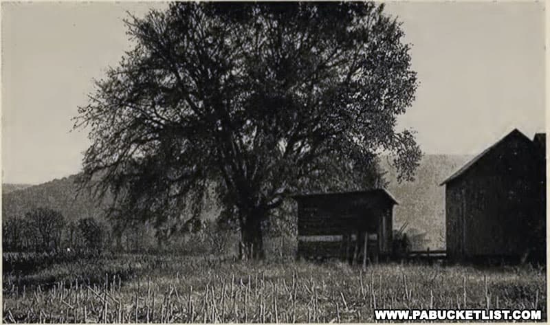 A photo of the Tiadaghton Elm before it perished in the 1970s.