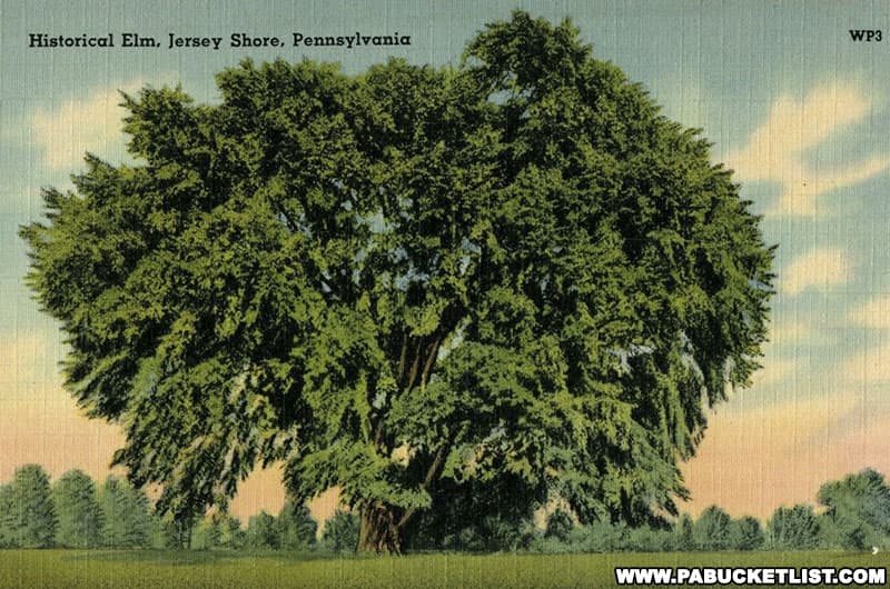 Vintage postcard showing the Tiadagton Elm, site of the signing of the Pine Creek Declaration of Independence.