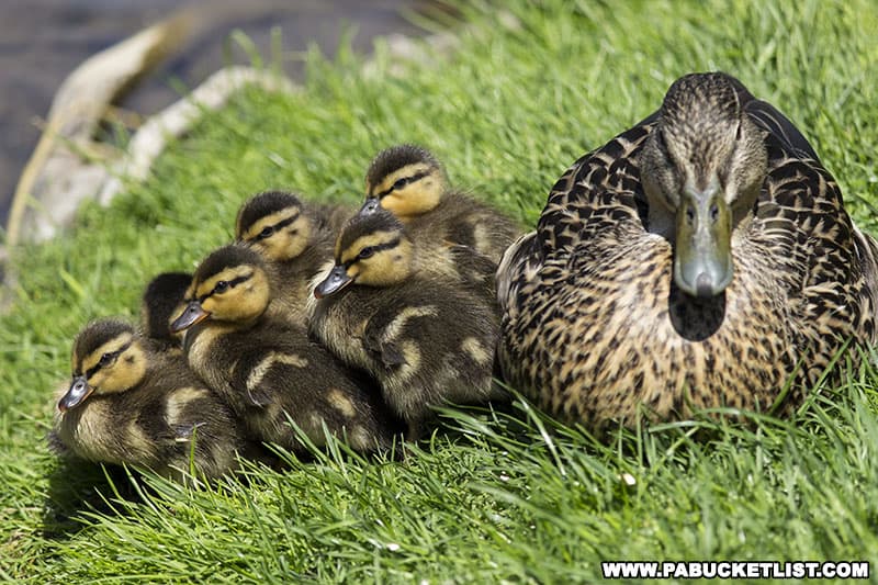 Ducklings along Spring Creek at Talleyrand Park in Bellefonte.