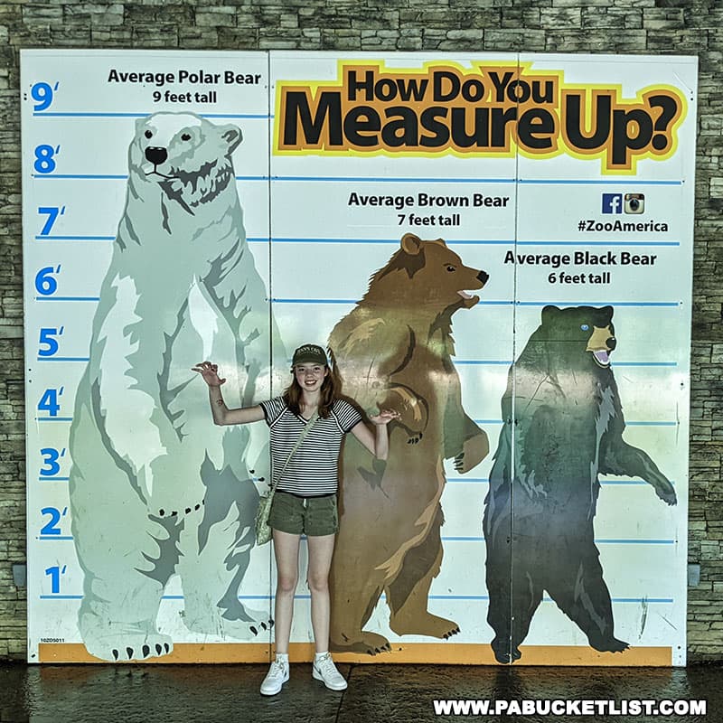 Bear-themed growth chart at Zoo America at Hersheypark.