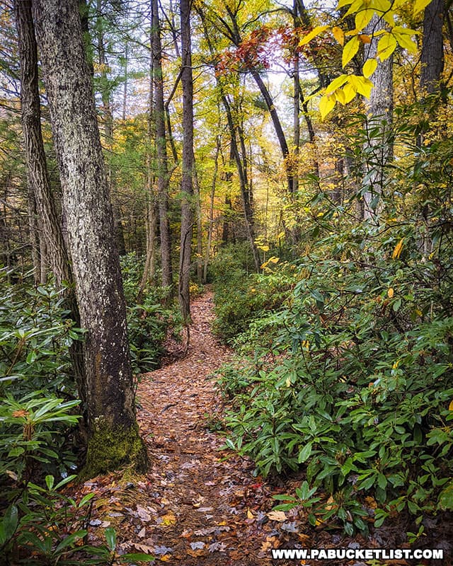 Fall foliage along the Ferncliff Trail at Ohiopyle State Park.