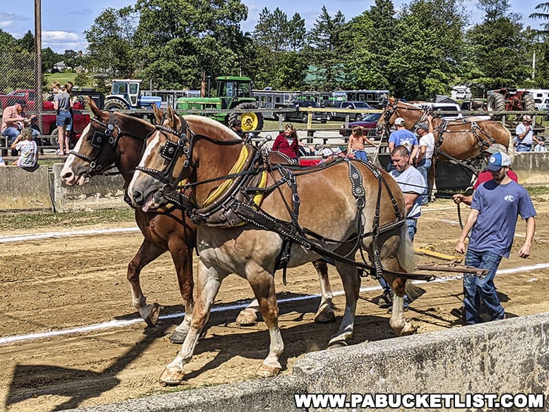 Horse-pulling contests are a part of the Farmers and Threshermens Jubilee every year.