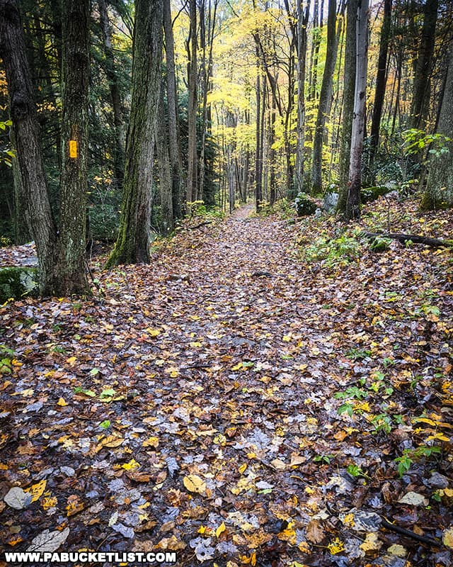 The Meadow Run Trail at Ohiopyle State Park is a wonderful fall foliage hike.