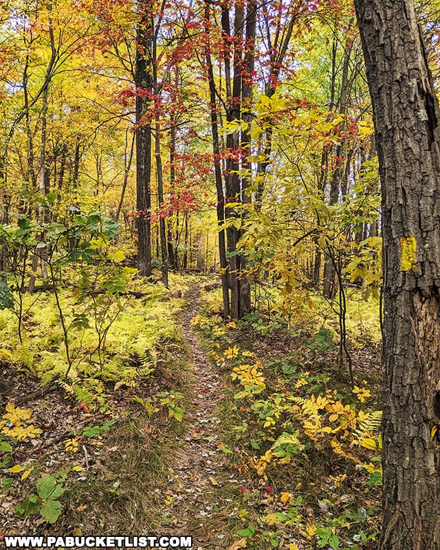 The Allegheny Front Trail near Ralph's Majestic Vista in the Moshannon State Forest.
