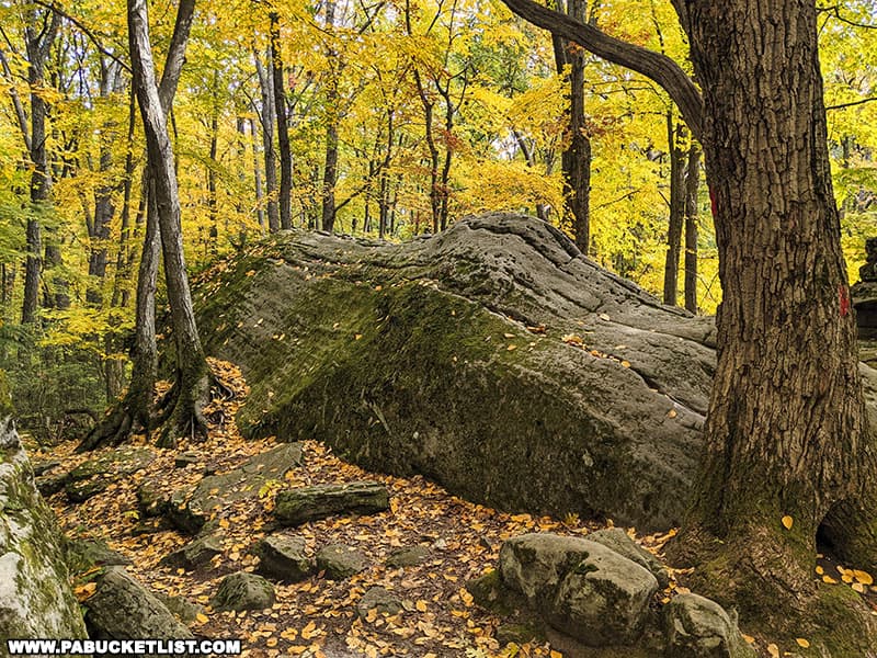 Brilliant fall foliage at Beartown Rocks in Jefferson County Pennsylvania.