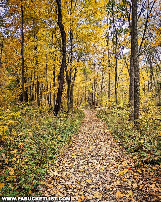 Beautiful fall foliage views along the Cedar Creek Gorge Trail in Westmoreland County Pennsylvania.