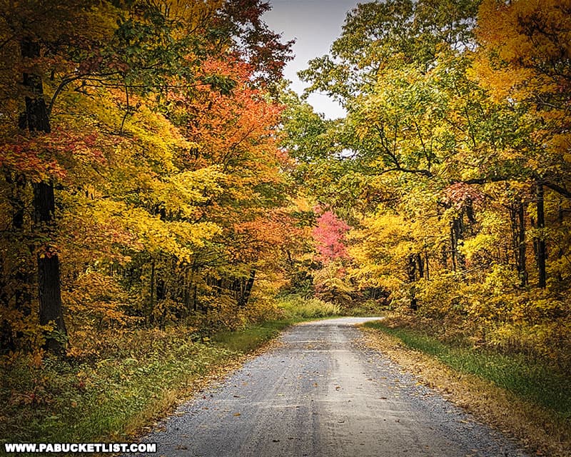 Fall foliage along Underwood Road in Centre County Pennsylvania.