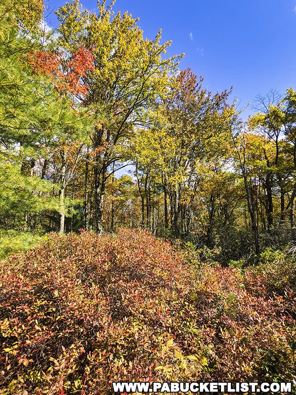 Early season fall foliage along the hike to Sinnemahoning Canyon Vista in Cameron County Pennsylvania.