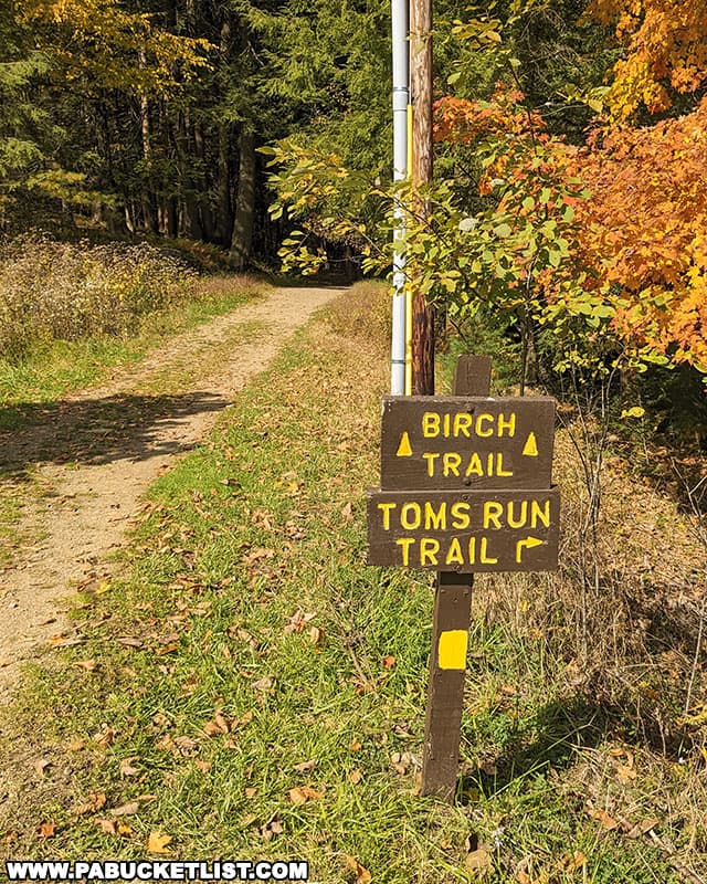 The Birch Trail at Cook Forest State Park in Clarion County Pennsylvania.