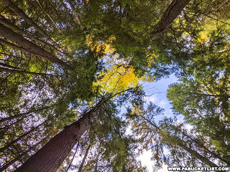 Looking up through the canopy of trees in the Forest Cathedral Natural Area at Cook Forest State Park.