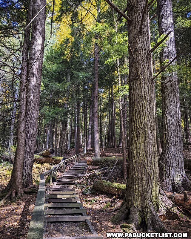 The Indian Trail is one of the more challenging hikes at Cook Forest State Park.