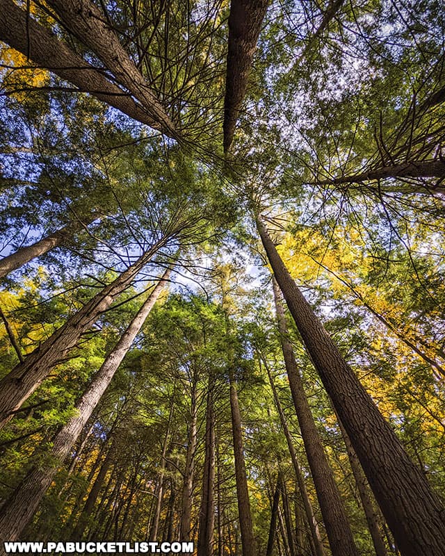 The Forest Cathedral Natural Area at Cook Forest State Park is a registered National Natural Landmark.