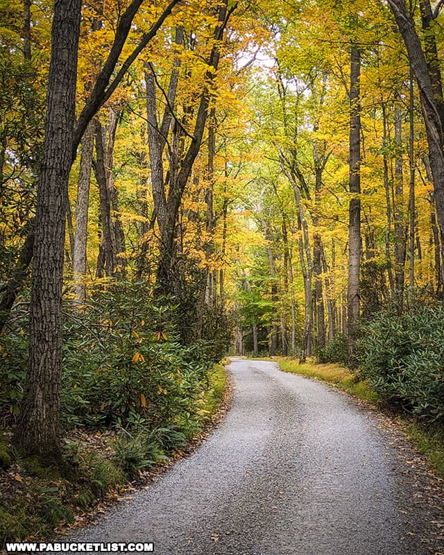 Fall foliage along Fire Tower Road at Cook Forest State Park.