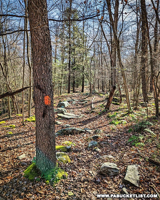 The orange-blazed John P Saylor Trail leading to Wolf Rocks in the Gallitzin State Forest.