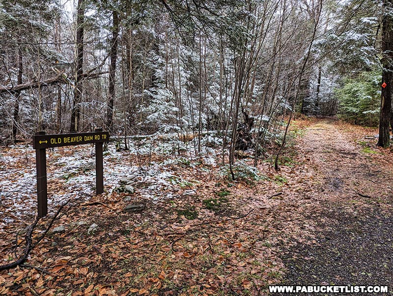 The hike to Maple Spring Falls utilizes the southern portion of the Old Beaver Dam Road Trail loop.