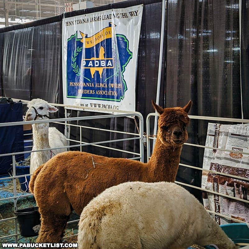 Alpacas on display at the Pennsylvania Farm Show in Harrisburg.