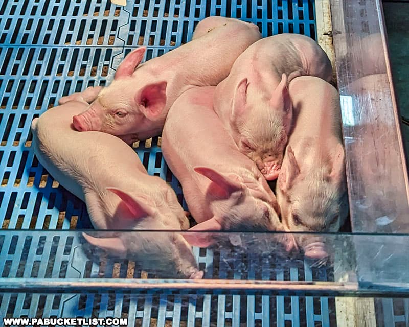 Piglets on display at the Pennsylvania Farm Show in Harrisburg