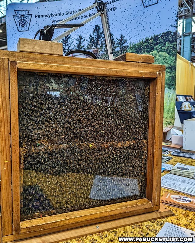 Live honey bees on display at the Pennsylvania Farm Show in Harrisburg.