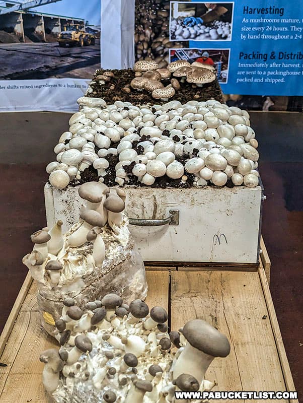 Mushroom exhibit at the Pennsylvania Farm Show in Harrisburg.