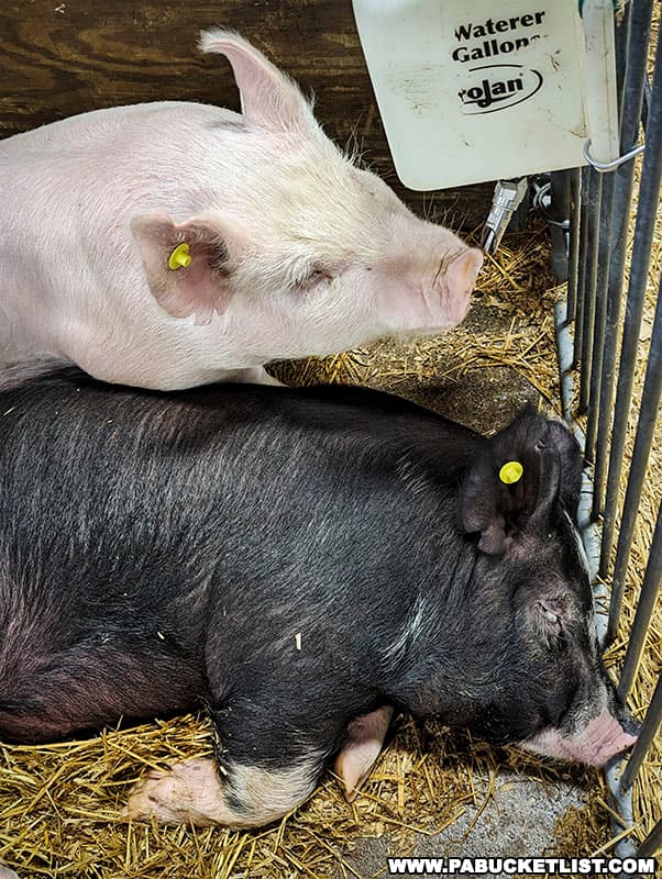 Pigs on display at the Pennsylvania Farm Show in Harrisburg.