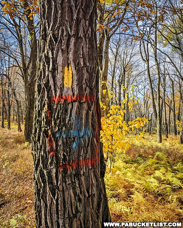 Paint markings on a tree at the Boggs Run Vista parking area.